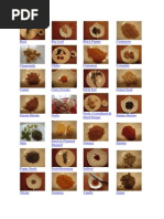 Download Herb and Spices Makalah by Arfan El Barca SN65066393 doc pdf