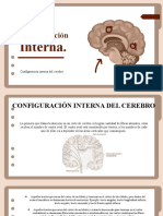 Configuracion Interna Del Cerebro
