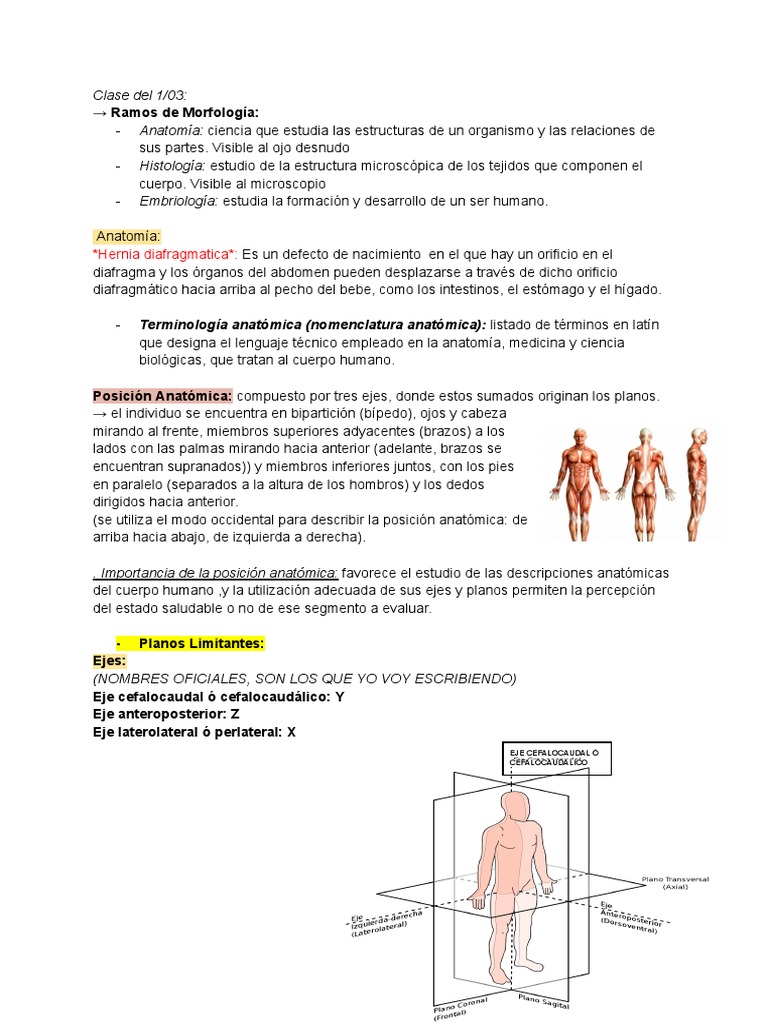 Morfología - Anatomía | PDF