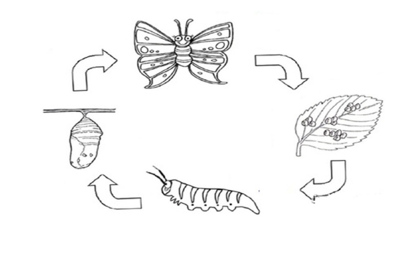 Butterfly Life Cycle PDF