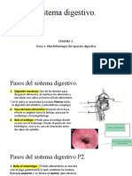 RS1 Sistema Digestivo