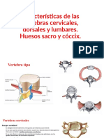 Tema 2 Caracteristicas de Las Vértebras