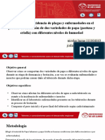 Evaluación de Incidencia de Plagas y Enfermedades en El Proceso de Brotación de Dos Variedades de Papa (Pastusa y Criolla) Con Diferentes Niveles de Humedad