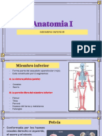 Cintura Pelvica