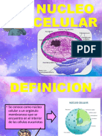 Nucleo Celular