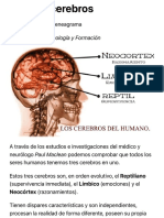 Los Tres Cerebros - Eneagrama de La Personalidad