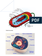 Celula Procariota