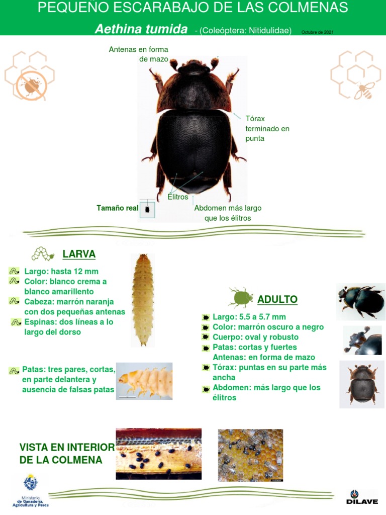 Aethina Tumida Identificacion Rapida 10 2021 | PDF