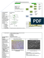 Cuadro Resumen de Biologia Vegetal