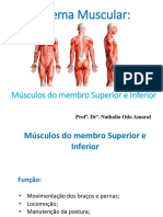 Aula Sistema Muscular - Membros Superiores e Inferiores