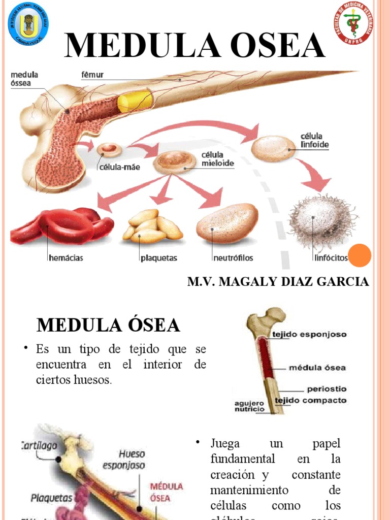 tipos-y-funciones-de-la-m-dula-sea-pdf-m-dula-sea-hematopoyesis