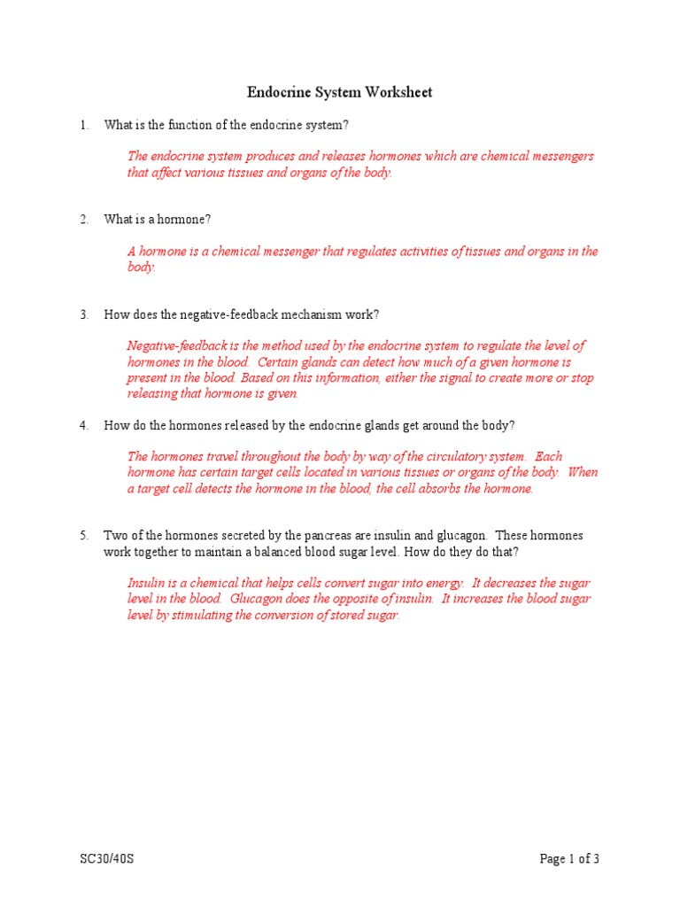 Endocrine System Worksheet Answers | PDF | Endocrine System | Hormone