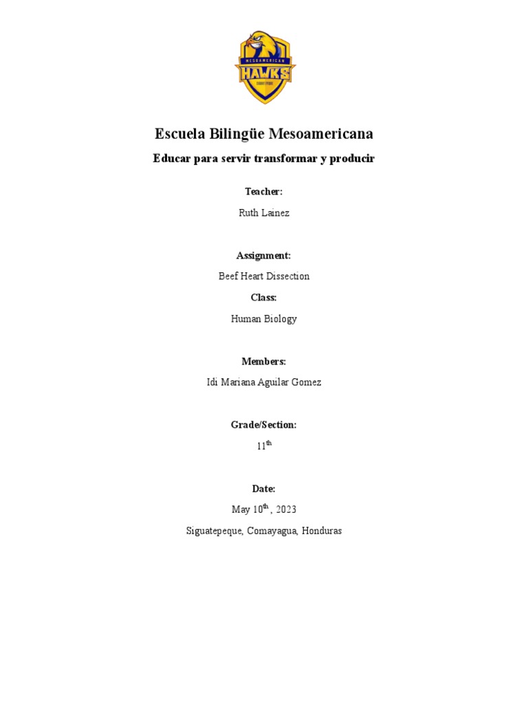 Beef Heart Dissection PDF Heart Valve Heart