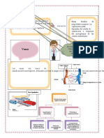 Sistema Vascular