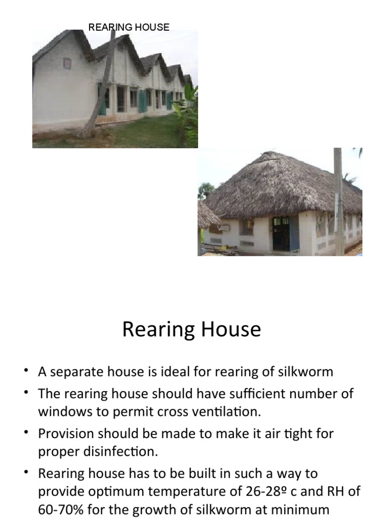 Silkworm Rearing Technology | PDF | Silk | Pupa