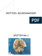 6.neuroanatomy Gross Spotters