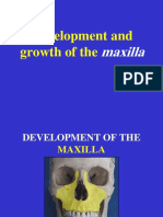 4 - Maxilla Development