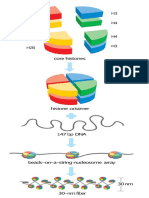 800px-Basic_units_of_chromatin_structure.svg