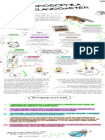 Infografía - Drosophila Melanogaster V1