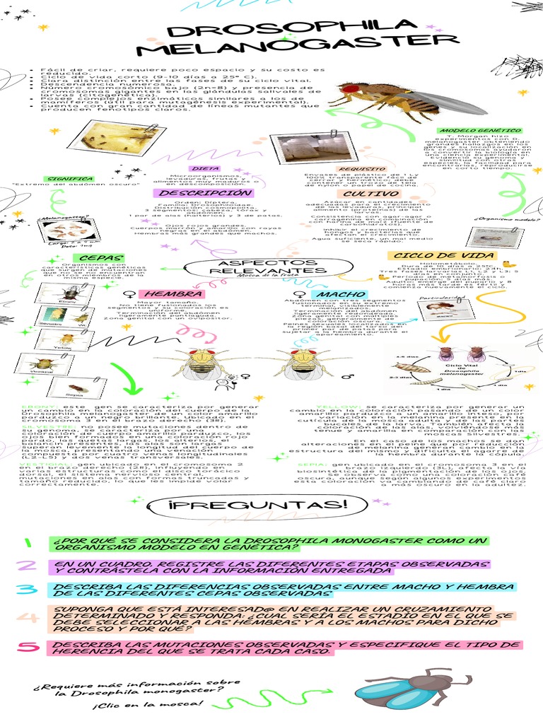Infografía - Drosophila Melanogaster V1 | PDF | Mosca | Cromosoma