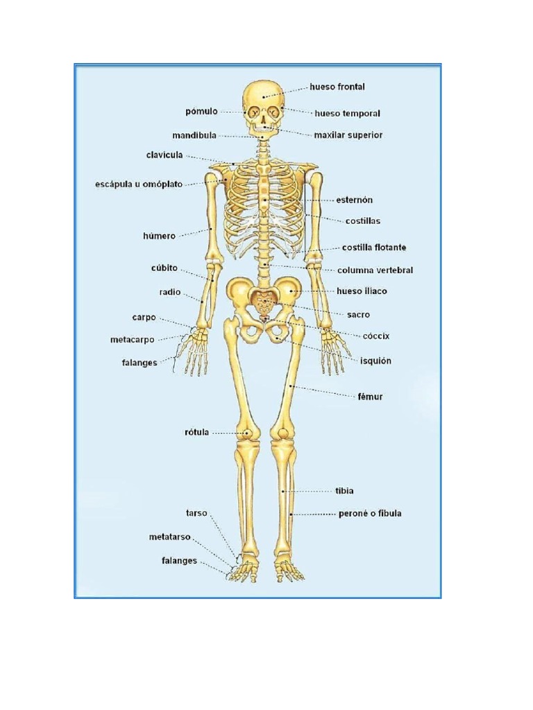 Esqueleto Pdf