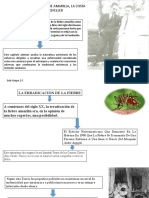 La Fiebre Amarilla, La Costa Norte y La Fundación Rockefeller