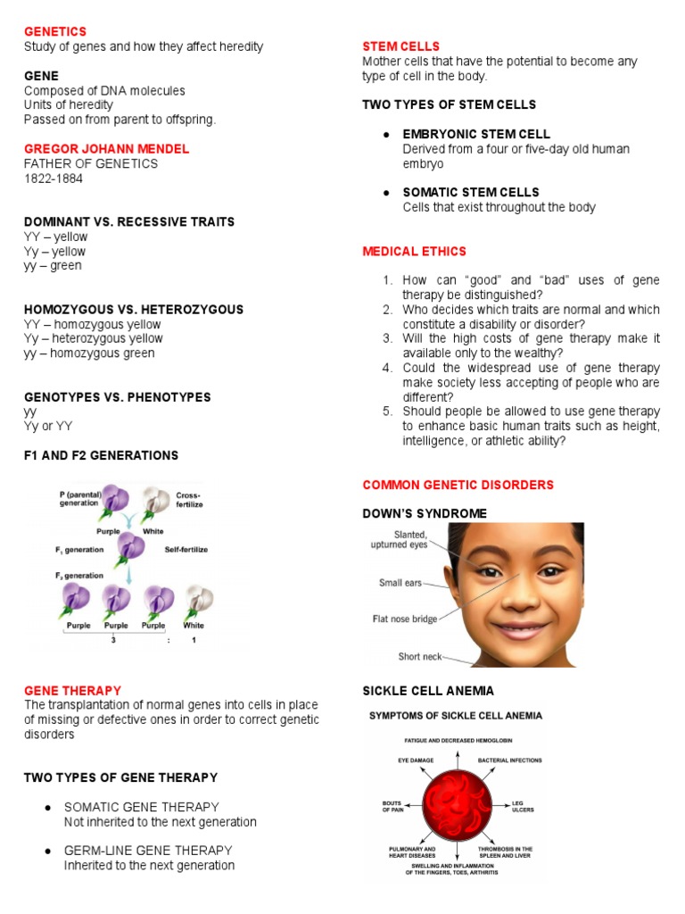Lesson 10 genetics pdf genetics gene