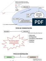 COMPLEMENTARIO METABOLISMO pruebas bioquímicas (1)