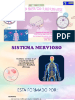 Anatomia