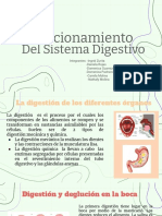 Funcionamiento Del Sistema Digestivo