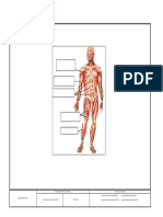 Sistema Muscular Frontal