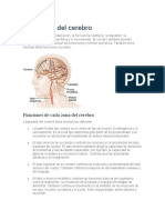 Funciones Del Cerebro