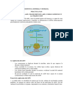 PRACTICA No 8 - Replicacion y Transcripcion