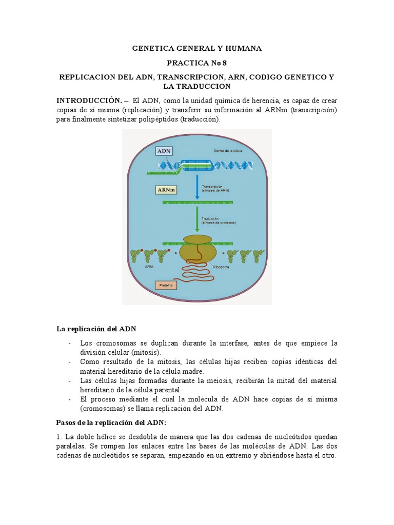 Proceso de ADN: Replicación, Transcripción y Traducción | PDF | Adn | Rna