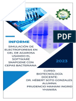 Informe de Simulación de Electroforesis de Cepas Bacterianas