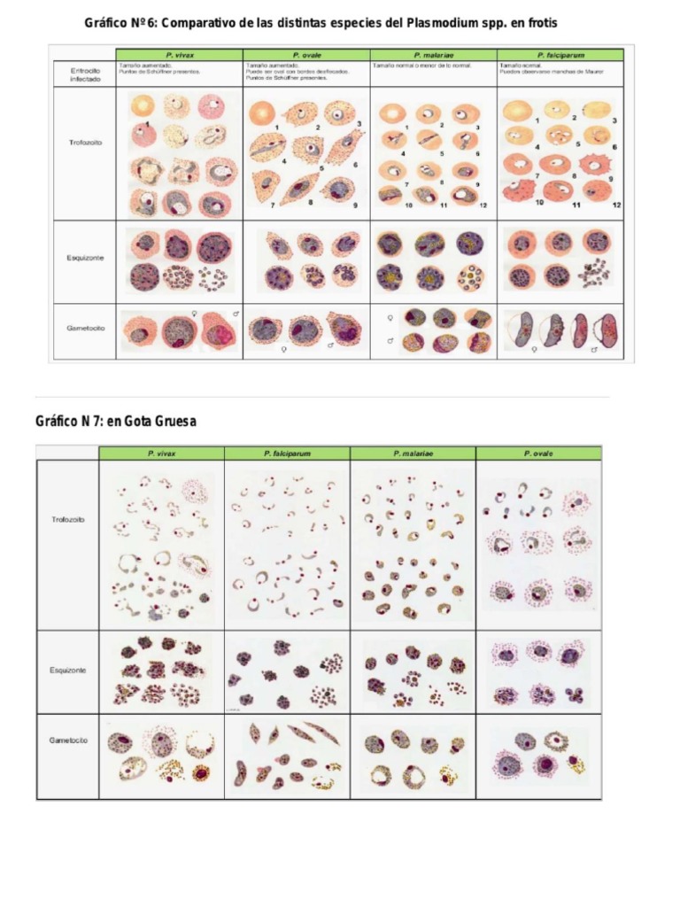 Estructuras de Malaria | PDF