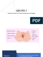 Organos Externos Del Aparato Reproductos Femenino