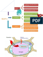 Transportadores de Glucosa e Insulina (Esquemas)