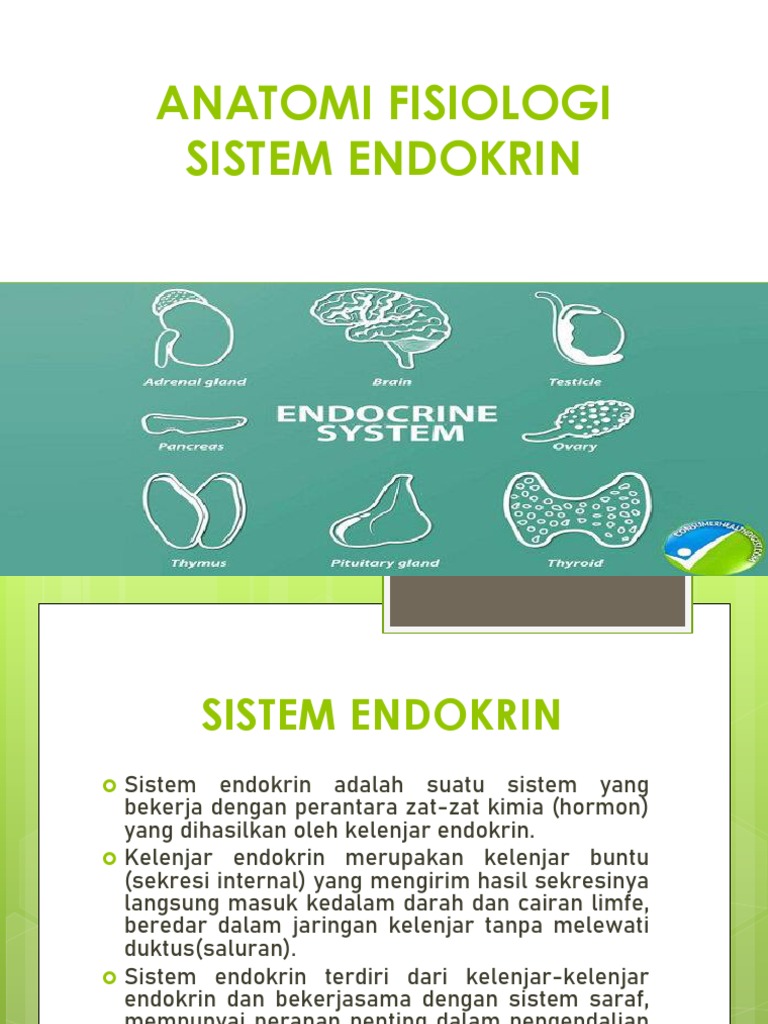 Sistem Endokrin | PDF | Pengembangan Diri | Sains & Matematika