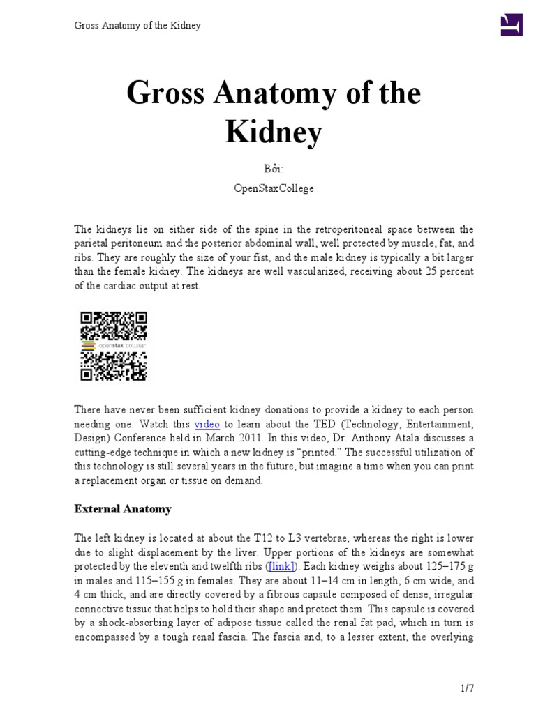 Gross Anatomy of The Kidney | PDF
