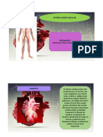 Sistema Cardiovascular