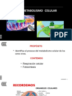 Semana 04 - Metabolismo Celular