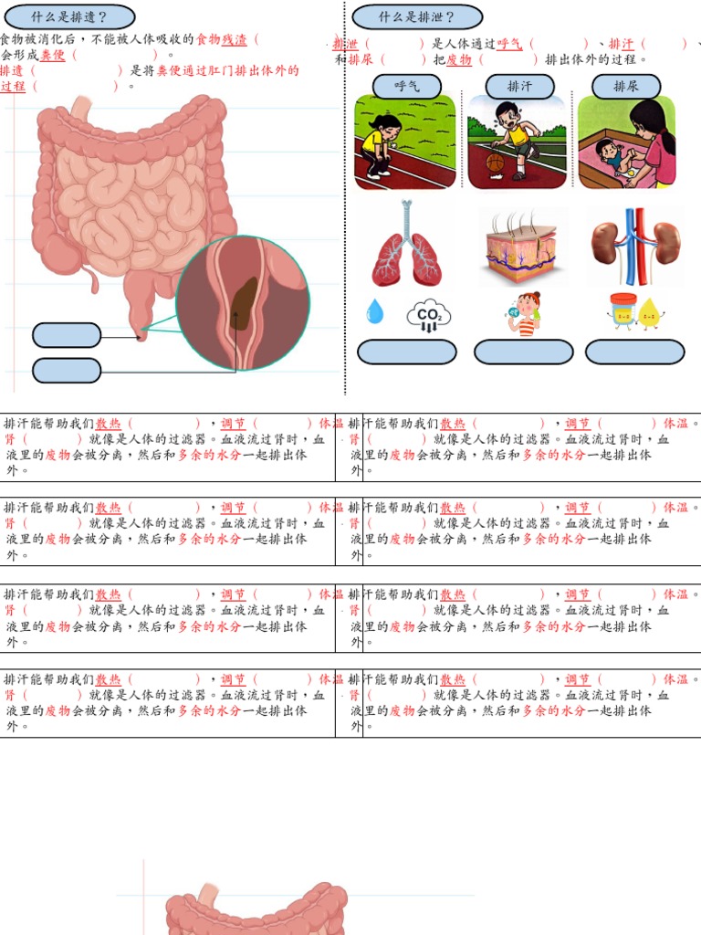 四年级科学 排遗和排泄 | PDF
