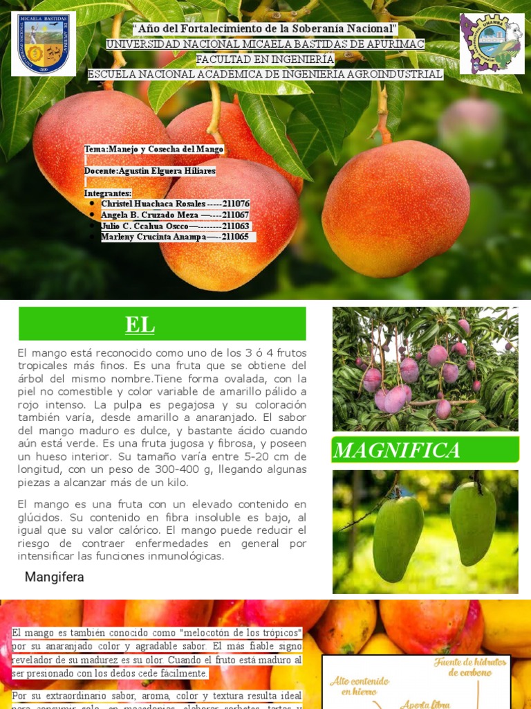 Manejo y Cosecha del Mango | PDF | Mango | Fertilizante