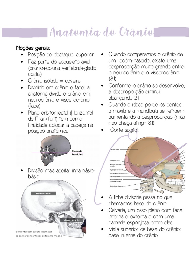 Anatomia Do Crânio Pdf Crânio Sistema Nervoso Central