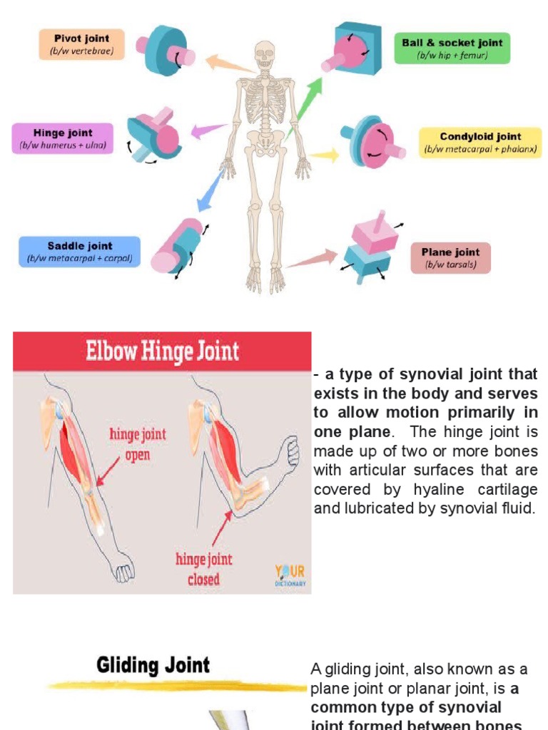 Synovial Joint PDF