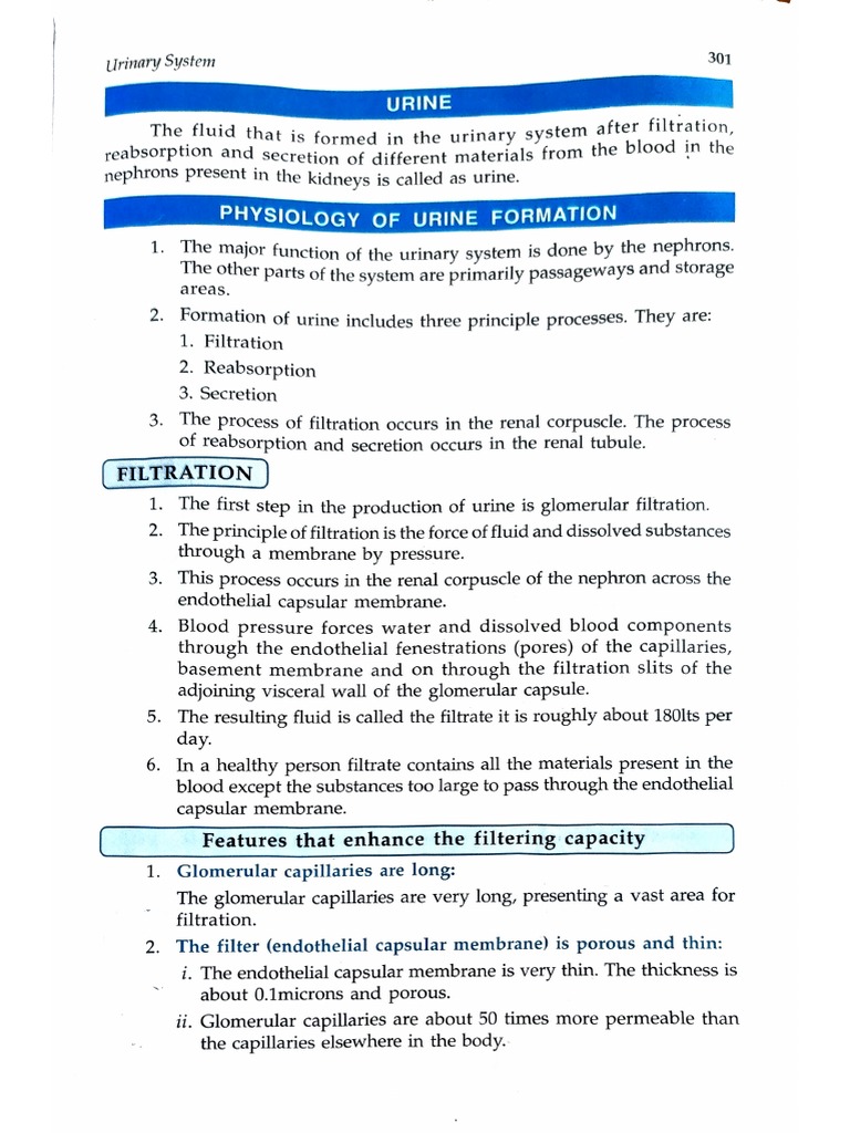 physiology of urine formation | PDF