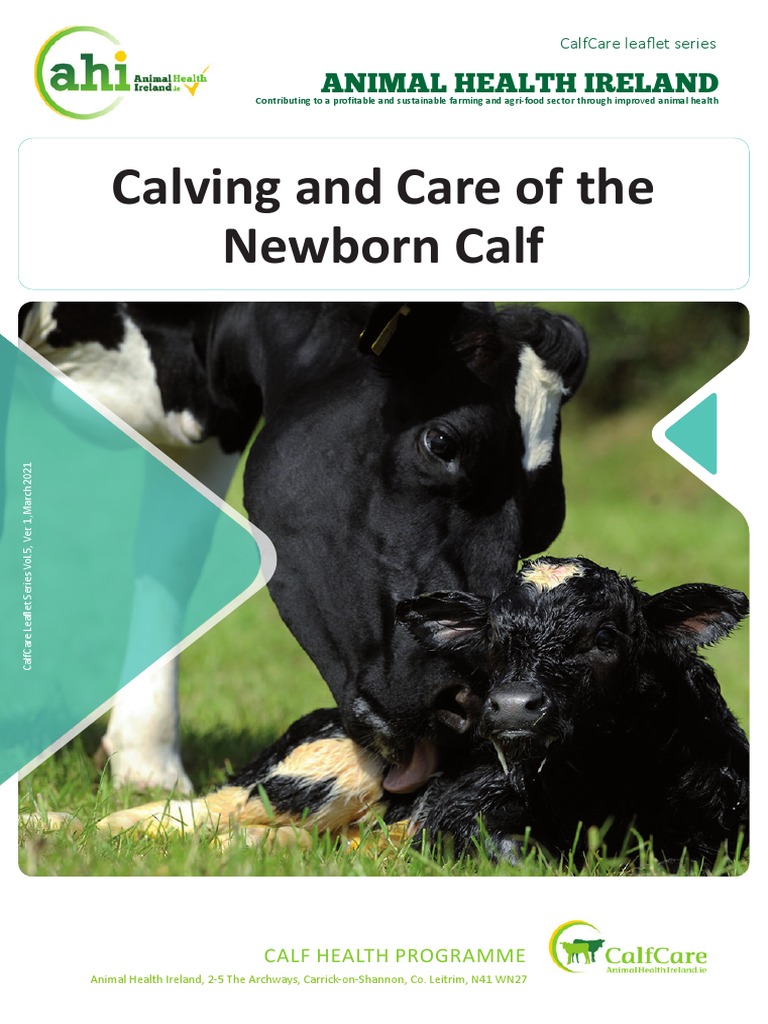 Calfcare Calving Care Of The Newborn Calf 2021 Pdf Cattle Horse
