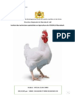 Rapport Elevage Poulet Wissal 11