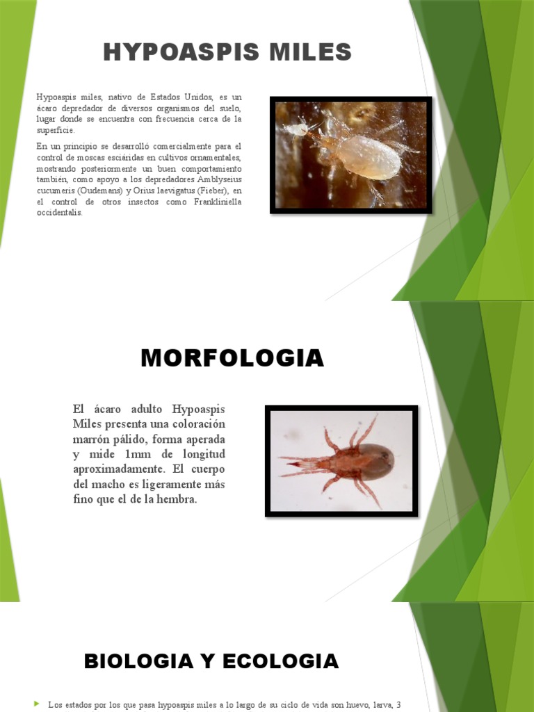 Hypoaspis Miles | PDF